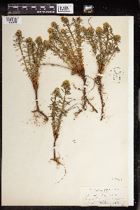 Euphorbia cyparissias image