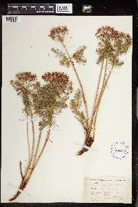 Euphorbia cyparissias image