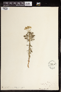 Euphorbia cyparissias image