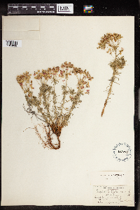 Euphorbia cyparissias image