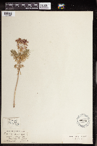 Euphorbia cyparissias image