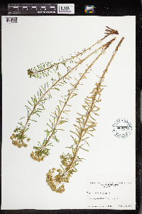 Euphorbia cyparissias image