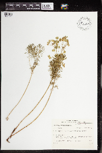 Euphorbia cyparissias image