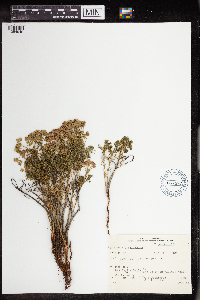 Euphorbia cyparissias image