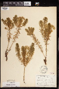 Euphorbia cyparissias image