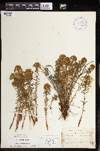 Euphorbia cyparissias image