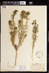 Euphorbia cyparissias image
