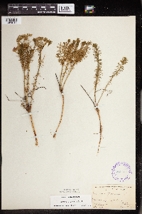 Euphorbia cyparissias image