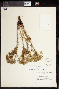 Euphorbia cyparissias image