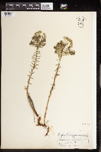Euphorbia cyparissias image