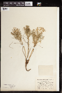 Euphorbia cyparissias image