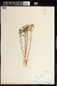 Euphorbia cyparissias image