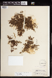 Euphorbia deltoidea image