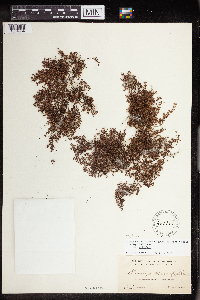 Euphorbia deltoidea image
