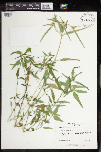 Euphorbia dentata image