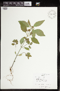 Euphorbia dentata image