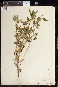 Euphorbia dentata image