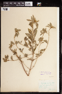 Euphorbia dentata image