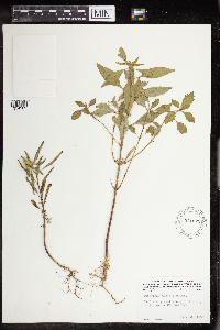 Euphorbia dentata image