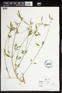 Euphorbia dentata image