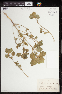 Euphorbia dentata image