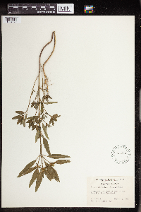 Euphorbia dentata image