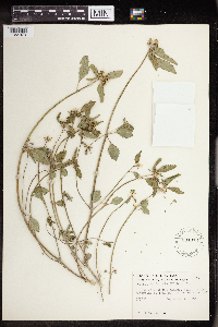 Euphorbia dentata image