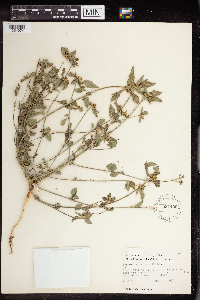 Euphorbia dentata image