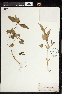 Euphorbia dentata image