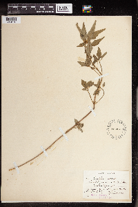 Euphorbia dentata image