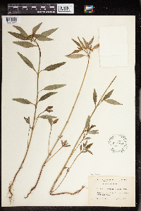 Euphorbia dentata image