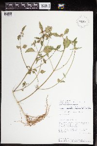 Euphorbia dentata image