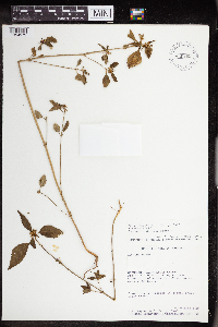 Euphorbia dentata image