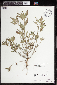 Euphorbia dentata image