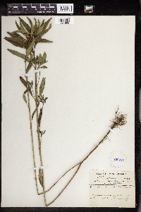 Euphorbia dentata image