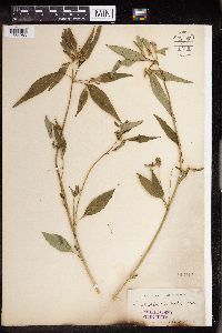 Euphorbia dentata image