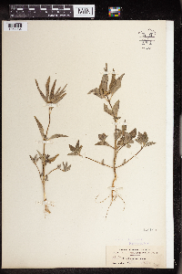 Euphorbia dentata image