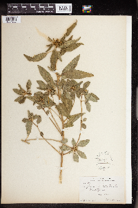 Euphorbia dentata image