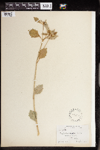 Euphorbia dentata image