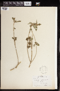 Euphorbia dentata image