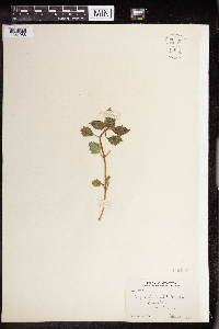 Euphorbia dentata image