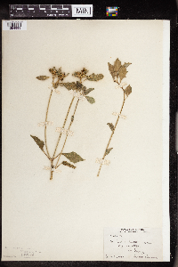 Euphorbia dentata image