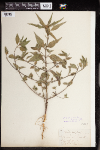 Euphorbia dentata image