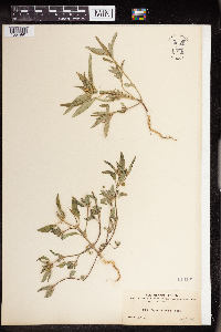 Euphorbia dentata image