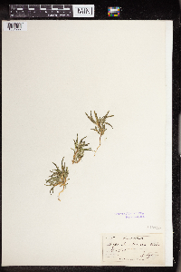 Euphorbia dentata image