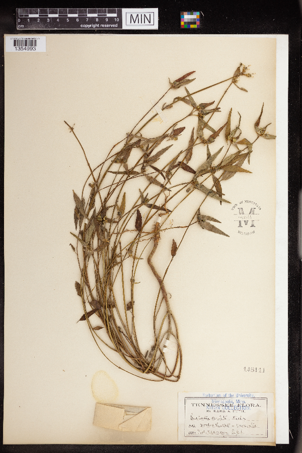 Euphorbia dentata image