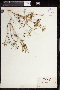 Euphorbia dentata image