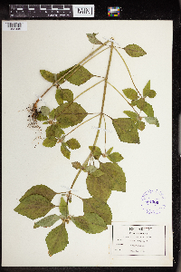 Euphorbia dentata image