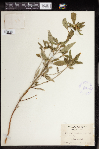 Euphorbia dentata image