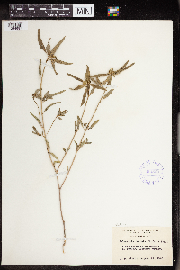 Euphorbia dentata image